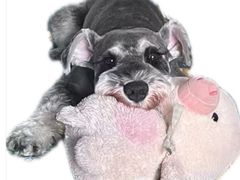 -心仪动物医院·牙专科·肿瘤·心脏科(西客站院)