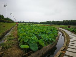 -水八仙生态园