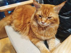 -藏猫猫咖啡主题馆(中央大道店)