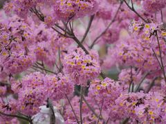 -深圳湾万象城(南山店)