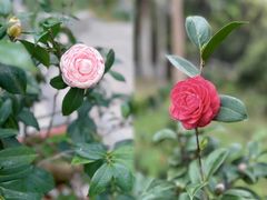 -深圳国际园林花卉博览园