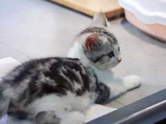 -帕帕拉兹宠物(亚洲旗舰店)