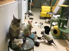 -猫在这儿猫咪咖啡馆·撸猫馆