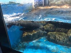 -锦艺城海洋馆