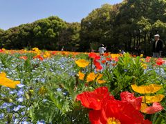 -上海共青森林公园