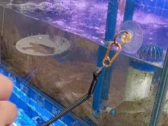 -银鲨海鲜烤肉火锅自助餐厅(五星店)