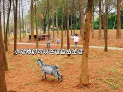 -佛冈森波拉度假区