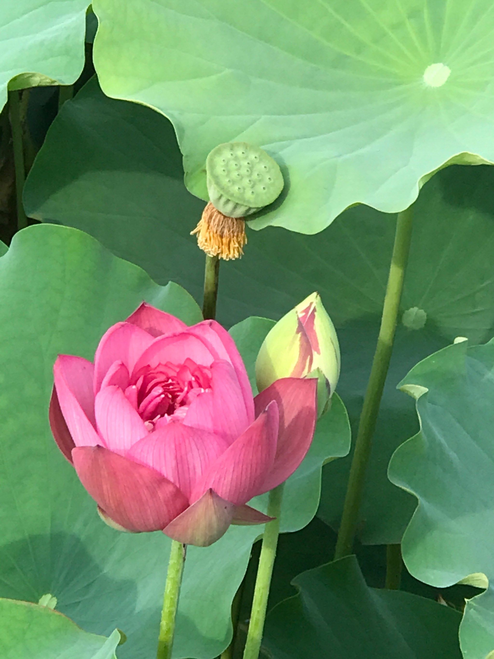 福州夏天酷热早晨的左海看荷花盛开美美美