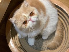 -滚猫咖啡·猫咖·猫友好撸猫(未来城店)