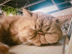 -猫和宫(六道口店)
