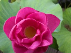 -上海市保健医疗中心