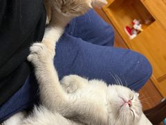 -东方名猫馆·英短金渐层布偶猫舍(环线广场1号楼店)