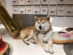 -柴务处·柴犬主题狗咖