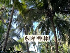 -东郊椰林