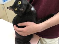 -爱诺耐芙动物医院(万博店)