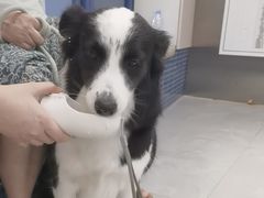-伟伟宠物医院·CT影像中心·瑞派犬猫综合性门诊(汉口总院)