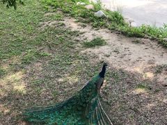 -北京麋鹿生态实验中心