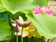 -莲花池公园