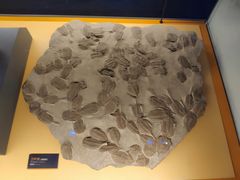 -贝林大翅鲸简餐厅(国家海洋博物馆店)