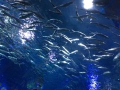 -多彩贵州城极地海洋世界