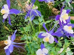 -深圳国际园林花卉博览园