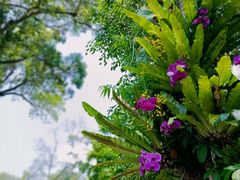 -深圳仙湖植物园