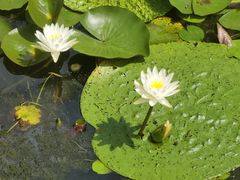 -池杉湖湿地公园
