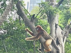 -深圳野生动物园