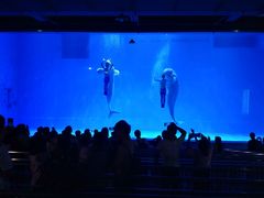 -芜湖新华联大白鲸海洋公园