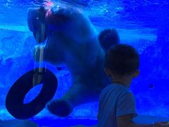 -芜湖新华联大白鲸海洋公园