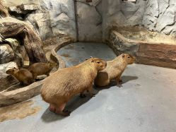 点击看大图 -Zoolung Zoolung动物主题公园(海信广场店)