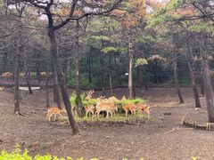 -沈阳森林动物园