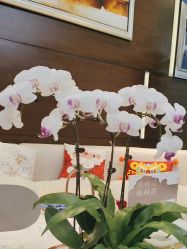 -洁铭新加坡医美