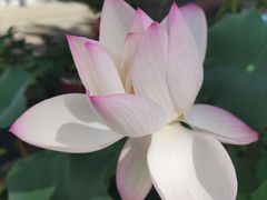 -217笋干馄饨