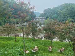-广州市帽峰山景区
