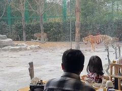 -上海野生动物园老虎餐厅