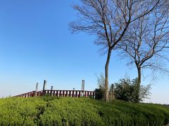-上海滨江森林公园