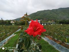 -亚龙湾国际玫瑰谷