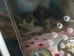 -丹景宠物医院·全科·老年病·牙科(武昌诊疗中心)