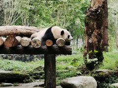 -都江堰中华大熊猫苑