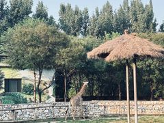 -北京野生动物园