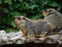 -泉州海丝野生动物世界