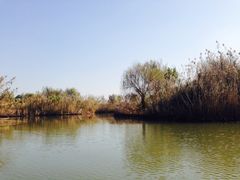 iphone_upload_pic-梁鸿国家湿地公园