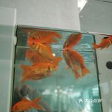 杯子盘子装得全都是可爱