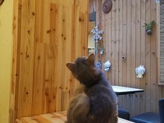 -猫色咖啡·猫咖