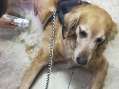 -美联众合动物医院·24h转诊中心