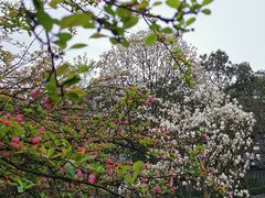-重庆平顶山公园