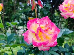 -合肥滨湖国家森林公园