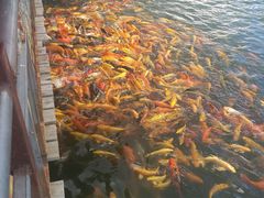 -天达烤全羊