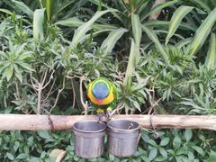 -南宫五洲植物乐园